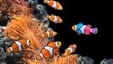 Sind Fische wirklich stumm?      Fische sind nicht stumm, wir können sie unseren Ohren nur nicht hören. Etwa 20 Prozent aller Fischarten verständigen sich mit Geräuschen, die sie mit der Schwimmblase erzeugen. Mit Hilfe von Spezialmikrofonen und entsprechender Software lassen sich die Unterwasser-"Gespräche" hörbar machen. Mit den Geräuschen warnen sich Fische vor Gefahren oder werben in der Paarungszeit lautstark um einen Partner.