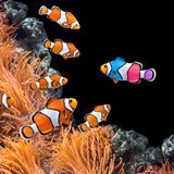 Sind Fische wirklich stumm?      Fische sind nicht stumm, wir können sie unseren Ohren nur nicht hören. Etwa 20 Prozent aller Fischarten verständigen sich mit Geräuschen, die sie mit der Schwimmblase erzeugen. Mit Hilfe von Spezialmikrofonen und entsprechender Software lassen sich die Unterwasser-"Gespräche" hörbar machen. Mit den Geräuschen warnen sich Fische vor Gefahren oder werben in der Paarungszeit lautstark um einen Partner.