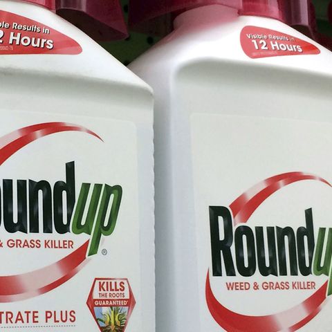 Glyphosatmittel Roundup von Monsanto, der US-Konzern gehört seit vergangenem Jahr zu Bayer