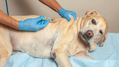 Seuchengefahr durch Staupe: gefährliches Hunde-Virus grassiert in NRW