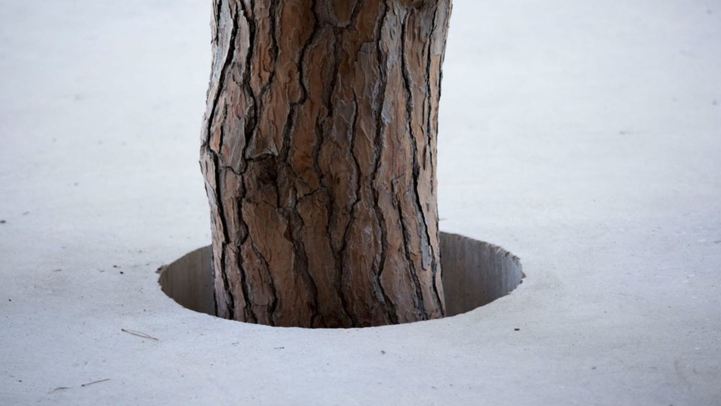 Die Terrasse wurde um den Baum herum gegossen.