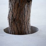 Die Terrasse wurde um den Baum herum gegossen.