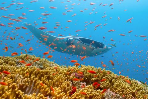 Netflix Dokumentation "Our Planet" zeigt die ganze Schönheit unseres Planeten