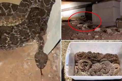 Unter einem Haus in Texas verbergen sich 45 Klapperschlangen.