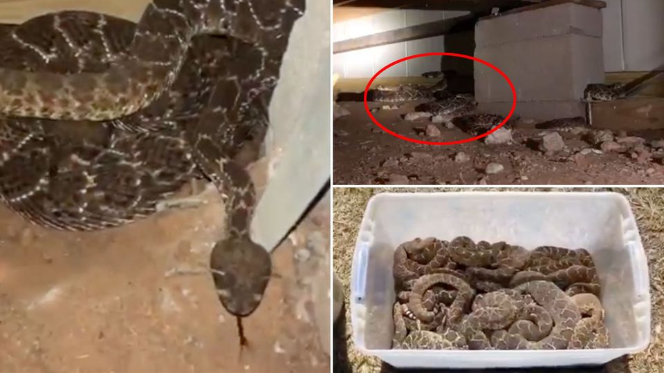 Reptilienplage: Unter einem Haus in Texas verbergen sich 45 Klapperschlangen. Unter einem Haus in Texas verbergen sich 45 Klapperschlangen.