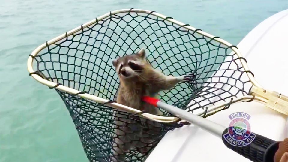 Florida: Waschbär in Seenot – doch eine einzige Rettung reicht nicht