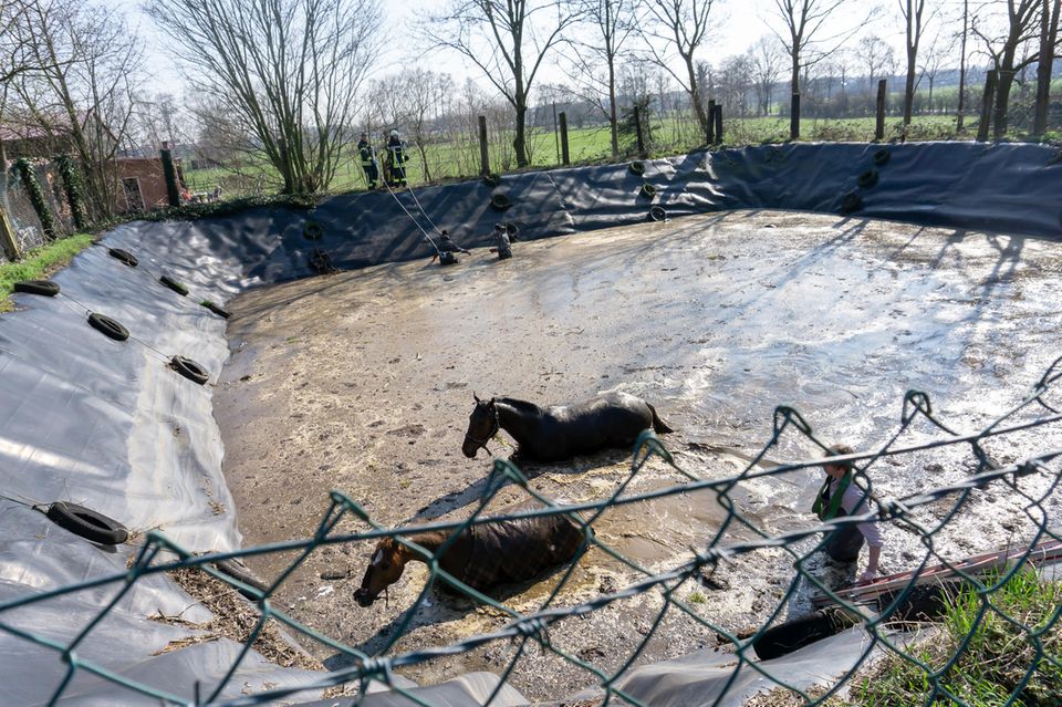 nachrichten aus deutschland pferde in güllegrube