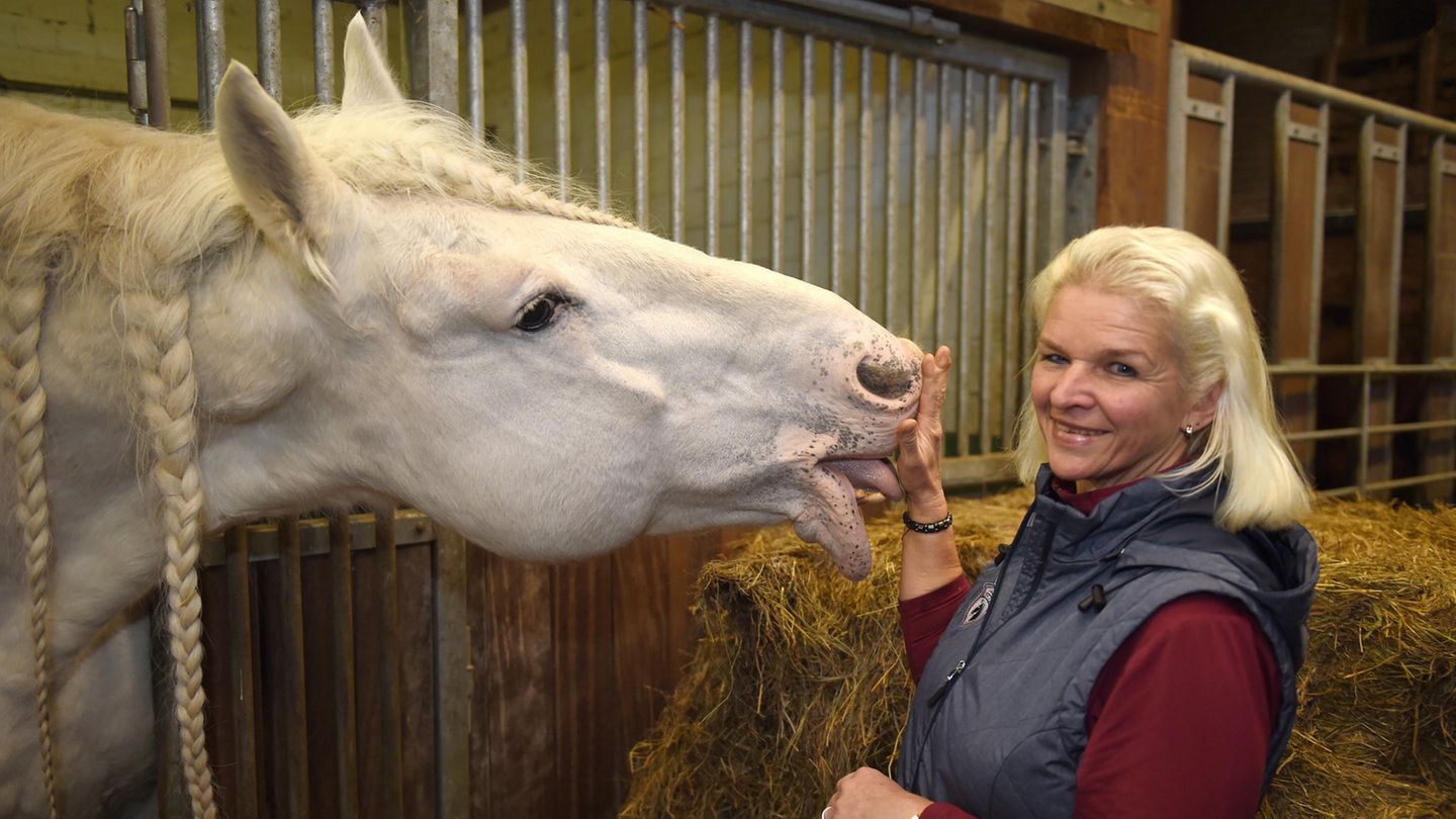 Pferd mit warzen tamme hanken Tamme Hanken: