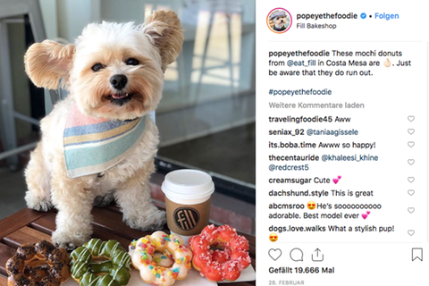 Der kleine Streunerhund wurde dank seiner Retterin zum Instagram-Star