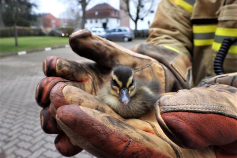 Entenküken in Lübeck: Feuerwehr rettet sechs Küken aus luftiger Höhe