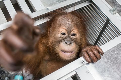 Dieser Orang-Utan wurde aus dem Koffer befreit. Er wurde am Flughafen von der Tierschutz-Behörde abgeholt.