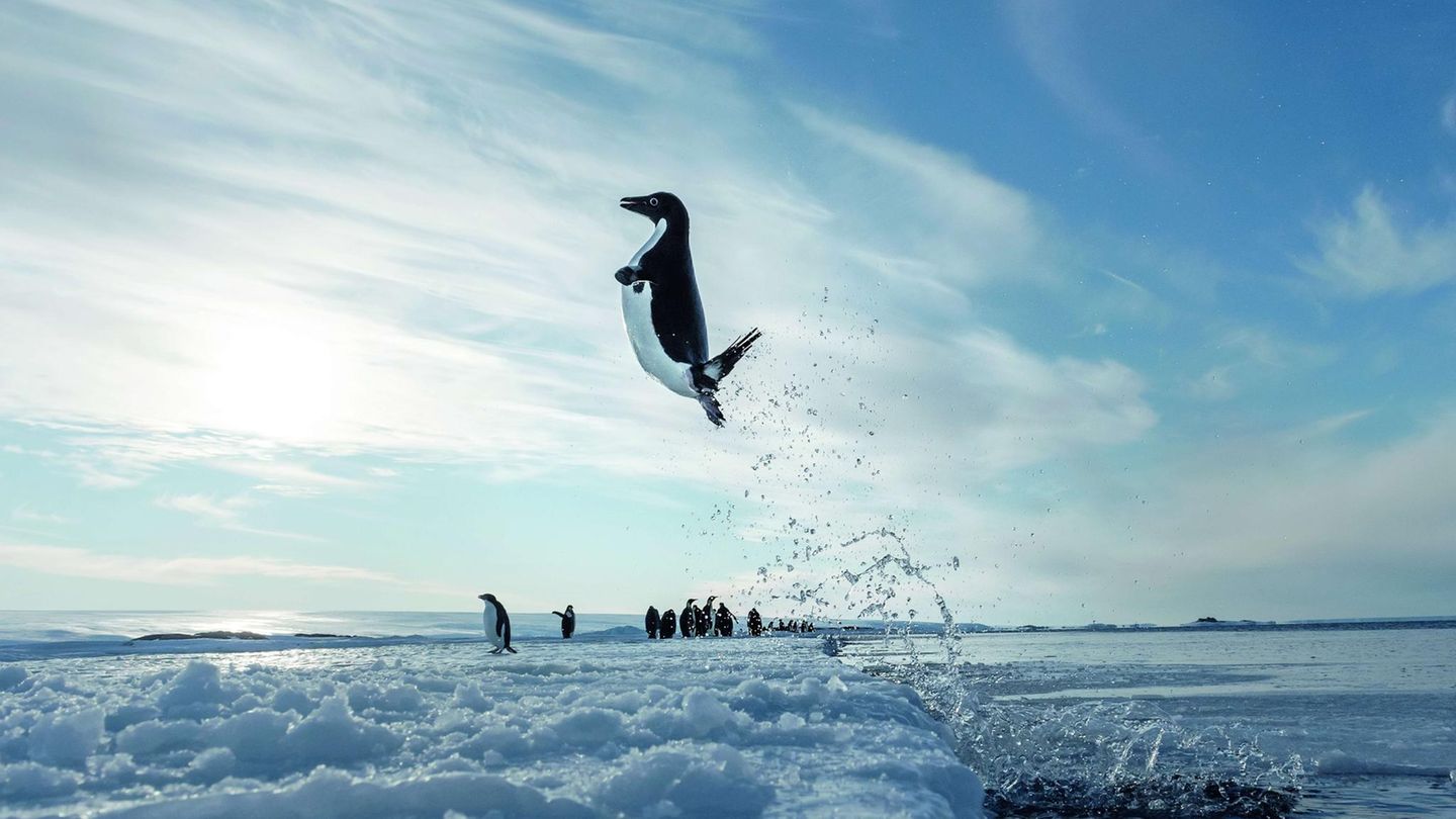 Dem Tod aus dem Maul springen  Ein Adélie-Pinguin taucht blitzschnell auf und schießt aus dem Wasser. Kein Freudensprung, sondern eine Lebensversicherung. Es ist die beste Art einem am Eisrand lauernden Seeleoparden zu entgehen. Aber eine größere Gefahr ist die Erderwärmung. Die frühen Schneeschmelzen oder der zuvor noch nie dagewesenen Regen wird sich auf die Nistplätze und das Nahrungsangebot auswirken - und damit auf den Bestand der gesamten Art.