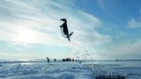 Dem Tod aus dem Maul springen  Ein Adélie-Pinguin taucht blitzschnell auf und schießt aus dem Wasser. Kein Freudensprung, sondern eine Lebensversicherung. Es ist die beste Art einem am Eisrand lauernden Seeleoparden zu entgehen. Aber eine größere Gefahr ist die Erderwärmung. Die frühen Schneeschmelzen oder der zuvor noch nie dagewesenen Regen wird sich auf die Nistplätze und das Nahrungsangebot auswirken - und damit auf den Bestand der gesamten Art.