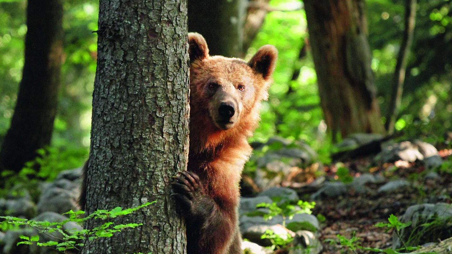 Ja, bitte?  Mit scheinbar fragendem Blick lugt ein Braunbär in Slowenien hinter einem, Baum hervor. Seine Heimat sind die ausgedehnten Laub- und Kiefernwälder in den Bergen des Landes. Während der Braunbär in anderen europäischen Ländern weitgehend ausgerottet wurde, leben im zur Hälfte bewaldeten Slowenien noch etwa 750 dieser scheuen Tiere. In diesem Jahr sind 125 von ihnen von den slowenischen Behörden zum Abschuss freigegeben. Tierschützer kritisieren, dass die Population künstlich durch Zufüttern hochgehalten werde, um an den Jagdlizenzen zu verdienen. Die angefütterten Tiere, seien weniger Menschenscheu und so ein leichteres Ziel für die Hobbyjäger.