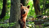 Ja, bitte?  Mit scheinbar fragendem Blick lugt ein Braunbär in Slowenien hinter einem, Baum hervor. Seine Heimat sind die ausgedehnten Laub- und Kiefernwälder in den Bergen des Landes. Während der Braunbär in anderen europäischen Ländern weitgehend ausgerottet wurde, leben im zur Hälfte bewaldeten Slowenien noch etwa 750 dieser scheuen Tiere. In diesem Jahr sind 125 von ihnen von den slowenischen Behörden zum Abschuss freigegeben. Tierschützer kritisieren, dass die Population künstlich durch Zufüttern hochgehalten werde, um an den Jagdlizenzen zu verdienen. Die angefütterten Tiere, seien weniger Menschenscheu und so ein leichteres Ziel für die Hobbyjäger.
