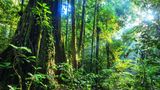 Auf diesem Bild stirbt ein Baum  Regenwald an einem Fluss im Nationalpark Tawau Hills in der malaysischen Provinz Sabah auf der Insel Borneo. Unter den Bäumen tobt ein Kampf in Zeitlupe. Hier hat eine Würgefeige den Stamm eines über 80 Meter hohen Flügelfruchtbaums umschlungen. Keine Umarmung aus Liebe, sondern eine, die den Tod bringt. Über viele Jahre wächst die Feige den Wirtsbaum hoch, stranguliert seine Leitgefäße und verdrängt seine Blätter. Am Ende stirbt der Wirt, doch die Würgefeige ist mittlerweile so stabil geworden, dass sie auch ohne ihn stehen kann: Sie hat seinen Platz eingenommen. Auf Borneo gibt es die größten Regenwaldbäume der Welt.