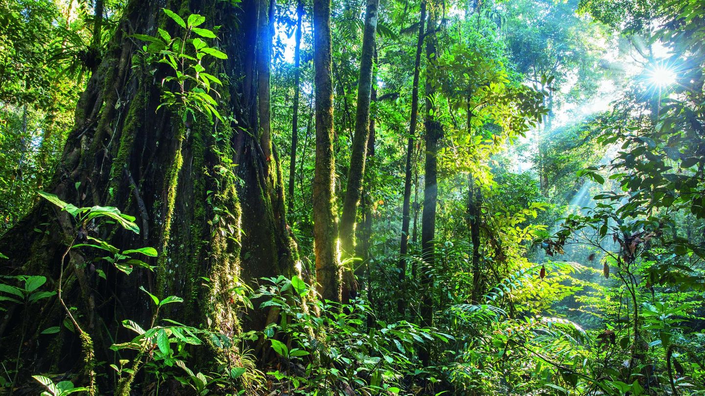 Auf diesem Bild stirbt ein Baum  Regenwald an einem Fluss im Nationalpark Tawau Hills in der malaysischen Provinz Sabah auf der Insel Borneo. Unter den Bäumen tobt ein Kampf in Zeitlupe. Hier hat eine Würgefeige den Stamm eines über 80 Meter hohen Flügelfruchtbaums umschlungen. Keine Umarmung aus Liebe, sondern eine, die den Tod bringt. Über viele Jahre wächst die Feige den Wirtsbaum hoch, stranguliert seine Leitgefäße und verdrängt seine Blätter. Am Ende stirbt der Wirt, doch die Würgefeige ist mittlerweile so stabil geworden, dass sie auch ohne ihn stehen kann: Sie hat seinen Platz eingenommen. Auf Borneo gibt es die größten Regenwaldbäume der Welt.