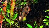 Toilette mit Snackbox auf Borneo  Wie "clever" Pflanzen sein können, zeigt diese Kannenpflanze der Gattung Nepenthes rajah am Mount Kinabalu auf Borneo. Ein Hochland-Spitzhörnchen hat es sich auf ihr gemütlich gemacht und leckt den nährstoffreichen Drüsensaft vom Deckel der Kanne. Die Pflanze ist so geformt, dass das Tier nur dann am Deckel lecken kann, wenn es sich mit seinem Po in die Öffnung der Kanne setzt – wie auf einer Toilette. Und genau das will die Pflanze auch sein. Die Ausscheidungen des Spitzhörnchens reichern das Sekret der Pflanze mit Stickstoff an, einem wichtigen Nährstoff, der auf Borneo selten ist. Auf diese Weise haben beide etwas davon: Das Spitzhörnchen bekommt eine Süßigkeit und die Pflanze Nährstoffe, an die sie sonst nicht gelangen würde. Andere Kannenpflanzen gehen diese Symbiose mit Ameisen ein. Die Ameisen verteidigen und reinigen die Pflanze und bekommen im Gegenzug süße Sekrete.