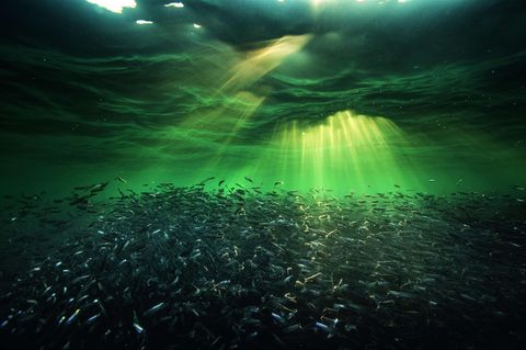Manövriermasse  Ein Schwarm Sardellen an der Oberfläche des Pazifiks, des größten Ozeans der Erde.  Der Pazifik beeinflusst das Weltklima, schiebt Wärmezonen hin und her, erzeugt globale Wasser- und Windströmungen und entfesselt gigantische Stürme. Sardellen aus dem Mittelmeer zählen eingesalzen als Anchovis zu den Speisefischen. Ihre Artgenossen vor den Küsten Südamerikas werden dagegen in großen Mastbetrieben an Schweine verfüttert. 