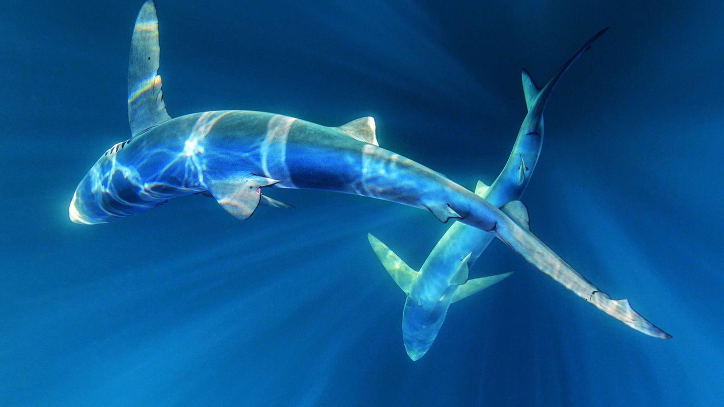 Schön und gefährdet  Zwei Blauhaie – die am weitesten verbreitete ozeanische Haiart, aber auch die am stärksten befischte. Rund 20 Millionen der eleganten Jäger werden jedes Jahr gefangen, zumeist als Beifang an Langleinen oder in Treibnetzen. Die so festgehaltenen Tiere ersticken, da sie für die Atmung ständig in Bewegung sein müssen.   Das Fleisch gilt wegen des hohen Anteils an Harnsäure außerhalb Asiens als wertlos. In der Regel werden ihnen nur die Seitenflossen für die berühmte Haifischflossensuppe abgeschnitten und dann wieder zurück ins Meer geworfen, wo sie langsam verenden.