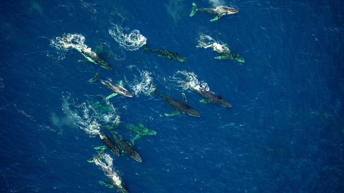 Wie in alten Zeiten  Eine Schule von Buckelwalen zieht durch den Südatlantik, während die großen Säuger Krill und andere kleine Krebstiere aus dem nährstoffreichen Wasser filtern.  Bevor der Bestand am Buckelwalen durch den industrialisierten Walfang dezimiert wurde, waren solche Schulen ein alltäglicher Anblick.