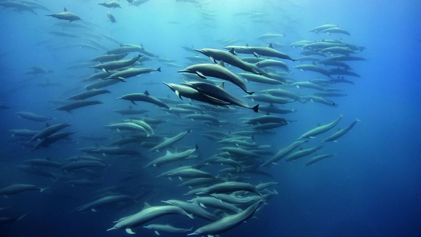 Klassenreise  Eine Schule Spinnerdelfine, zieht in kleinen Gruppen zu ihren Jagdgründen vor der Küste Costa Ricas. Diese Räuber der Meere legen weite Entfernungen zurück und tauchen in große Tiefen. Ihre Beute wie den Laternenfisch spüren sie in der Dunkelheit mit Hilfe von Ultraschall auf. In den Regionen des Pazifiks, in denen der Laternenfisch noch nicht überfischt wurde, kommen so große Delfinschulen vor.