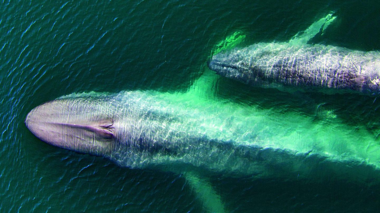 Mutterfreuden  Eine Blauwalmutter mit ihrem Kalb vor der Küste Mexikos. Bevor der Walfang in industriellem Maßstab betrieben wurde, gab es vermutlich rund eine Viertelmillion Blauwale. Heute sind es nur noch 10.000. Durch den strengen Schutz der Tiere nimmt der Bestand dieser langlebigen Giganten langsam wieder zu. 