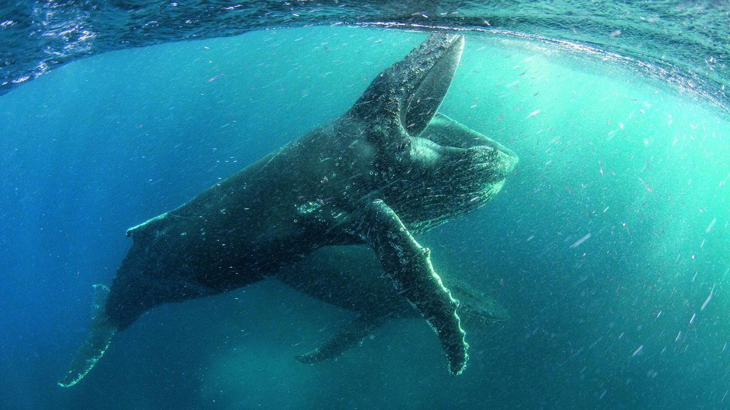 Die ganz große Klappe!  Ein Buckelwahl vor der Küste Südafrikas, der sich eine gerade eine üppige Portion Krill einverleibt. Im Laufe des Tages kann er über eine halbe Tonne der winzigen Krebse aus dem Wasser filtern.