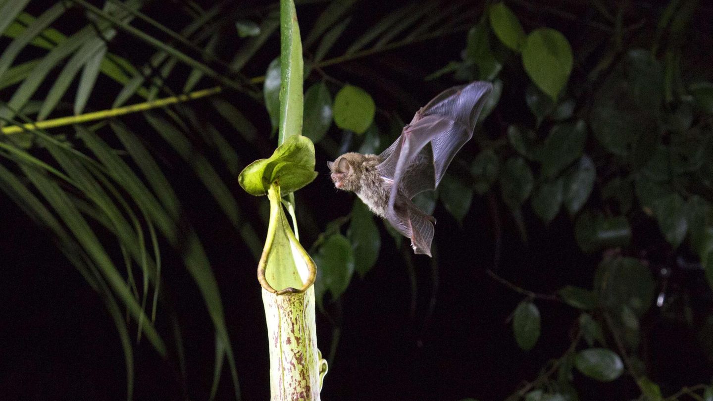 Gleiches Spiel, ein anderer Gast  Diese Kannenpflanze holt sich ihren dringend benötigten Stickstoff nicht von Spitzhörnchen, sondern von Fledermäusen. Die Hardwick-Wollfledermaus nutzt die Pflanze gern für ein Nickerchen als Wohnquartier – und als Toilette. Die Ausscheidungen enthalten Stickstoff, den die Pflanze für ihren Stoffwechsel benötigt. Ein gutes Geschäft für beide Seiten. 