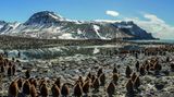 Die Kita der Königspinguine  Eine Gruppe Küken von Königspinguinen wartet darauf, dass ihre Eltern mit Futter zurückkehren. Die jungen Tiere sind nur ein kleiner Teil der herbstlichen Versammlung an der Saint-Andrews-Bucht auf Südgeorgien. Die Insel liegt östlich der Falkland Inseln.