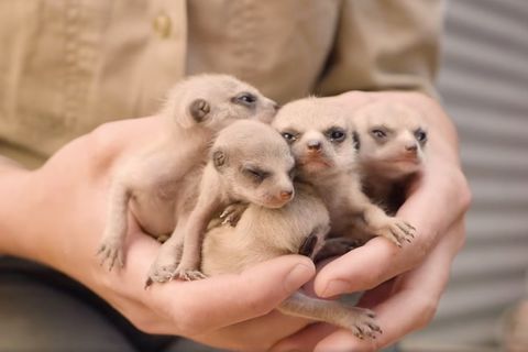 Herzallerliebst: Mini-Erdmännchen entdecken die Welt