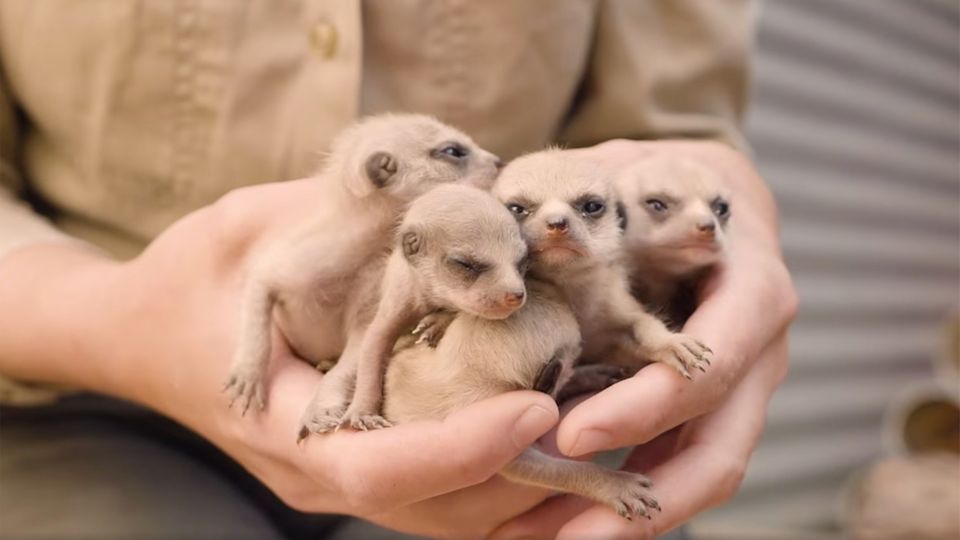 Herzallerliebst: Mini-Erdmännchen entdecken die Welt Herzallerliebst: Mini-Erdmännchen entdecken die Welt
