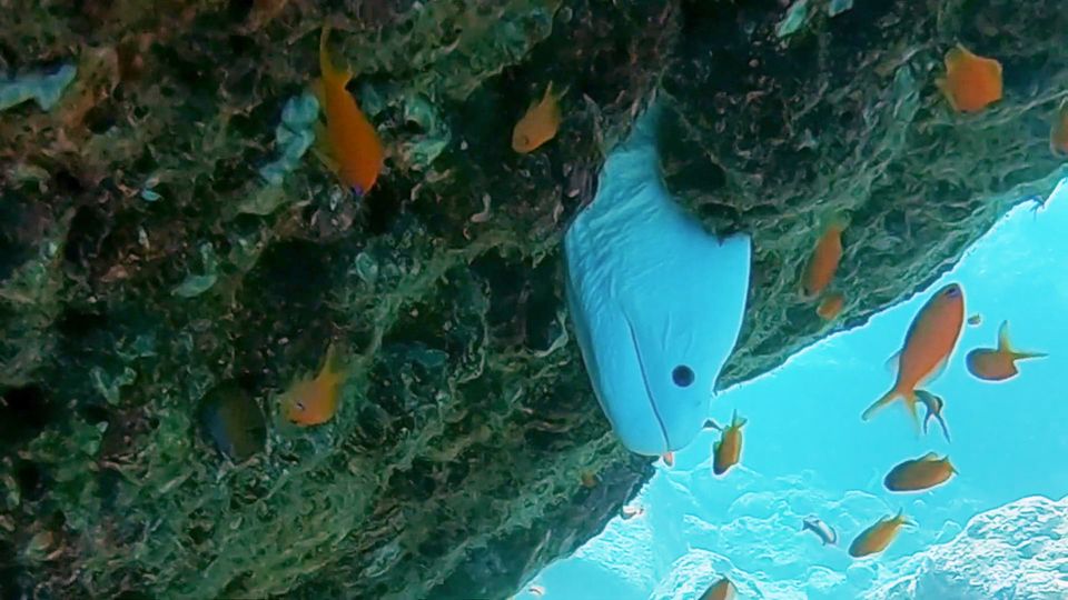 Albino-Muräne: Taucher entdeckt unheimliches Unterwasser-Wesen