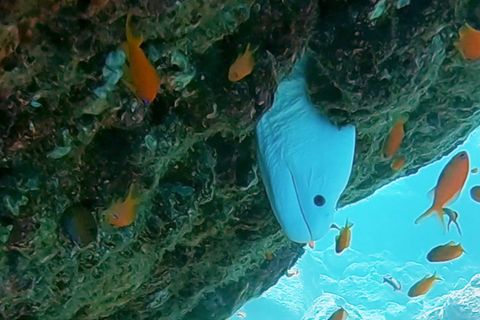 Albino-Muräne: Taucher entdeckt unheimliches Unterwasser-Wesen