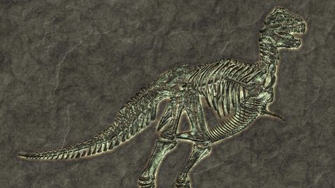 Ein versteinertes Tyrannosaurus-Rex-Skelett