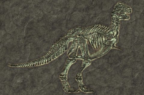 Ein versteinertes Tyrannosaurus-Rex-Skelett
