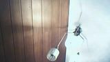 Lampe