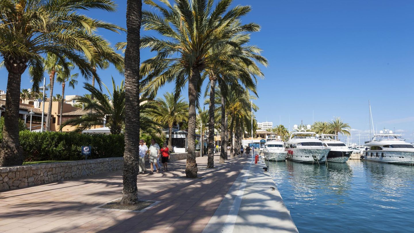 Das tote Tier wurde im exklusiven Yachthafen Puerto Portals auf Mallorca aus dem Wasser gezogen