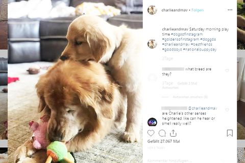 Grüner Star und tierische Freundschaft: Charlie und Maverick
