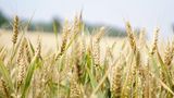 Gesunde Ernährung: Ein Feld mit Weizen
