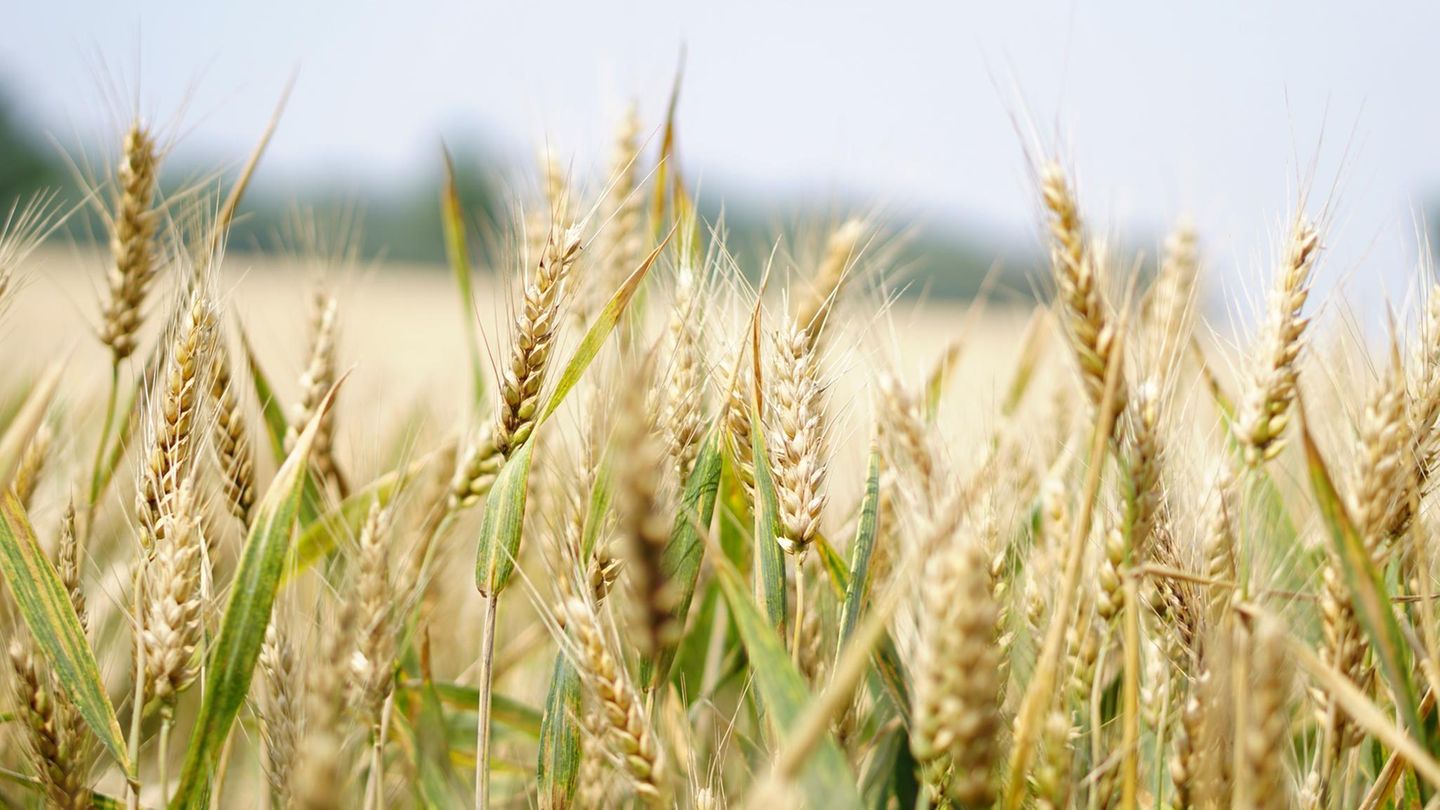 Gesunde Ernährung: Vollkorn statt Weizen Gesunde Ernährung: Ein Feld mit Weizen