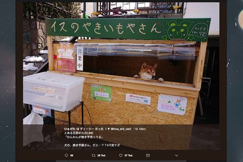Shiba Inu als Shopkeeper