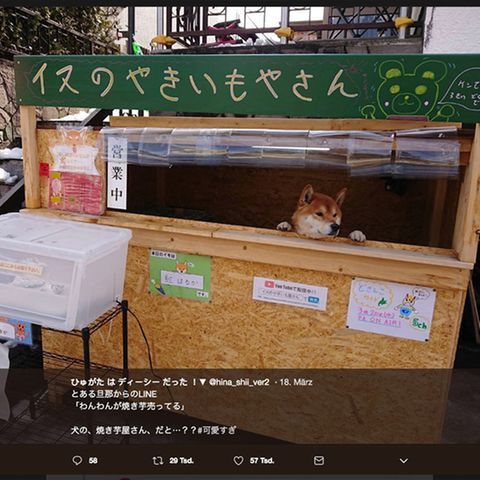 Shiba Inu als Shopkeeper