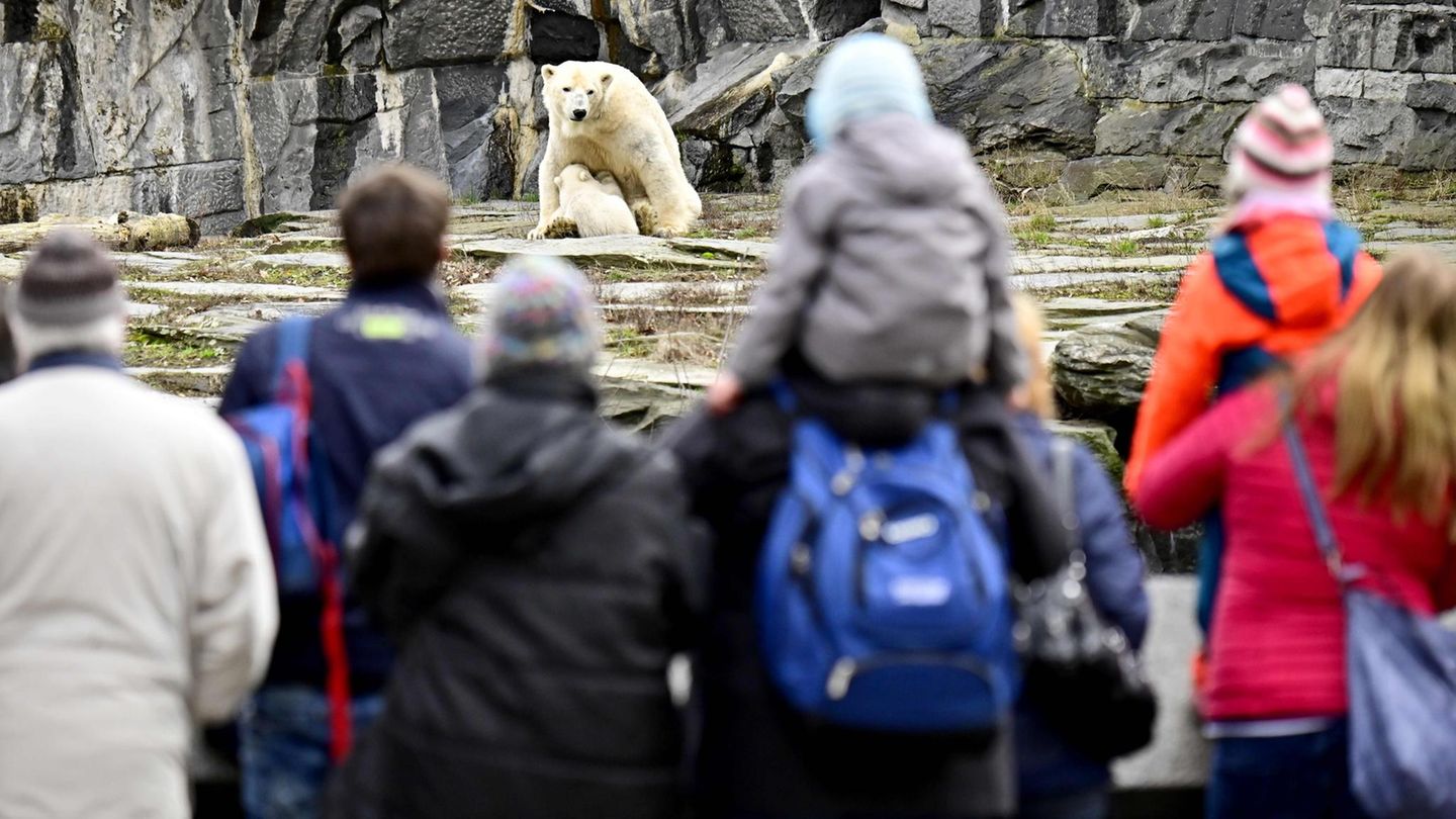 Besucher in einem Zoo sehen sich Eisbären an
