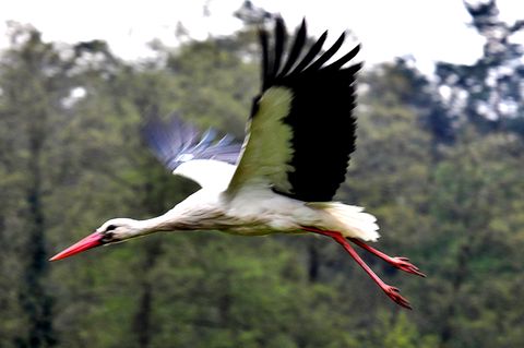 Problemstorch Ronny ist zurück – und zeigt, dass er auch anders kann