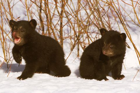 Zwei Schwarzbär-Jungtiere tollen im Schnee
