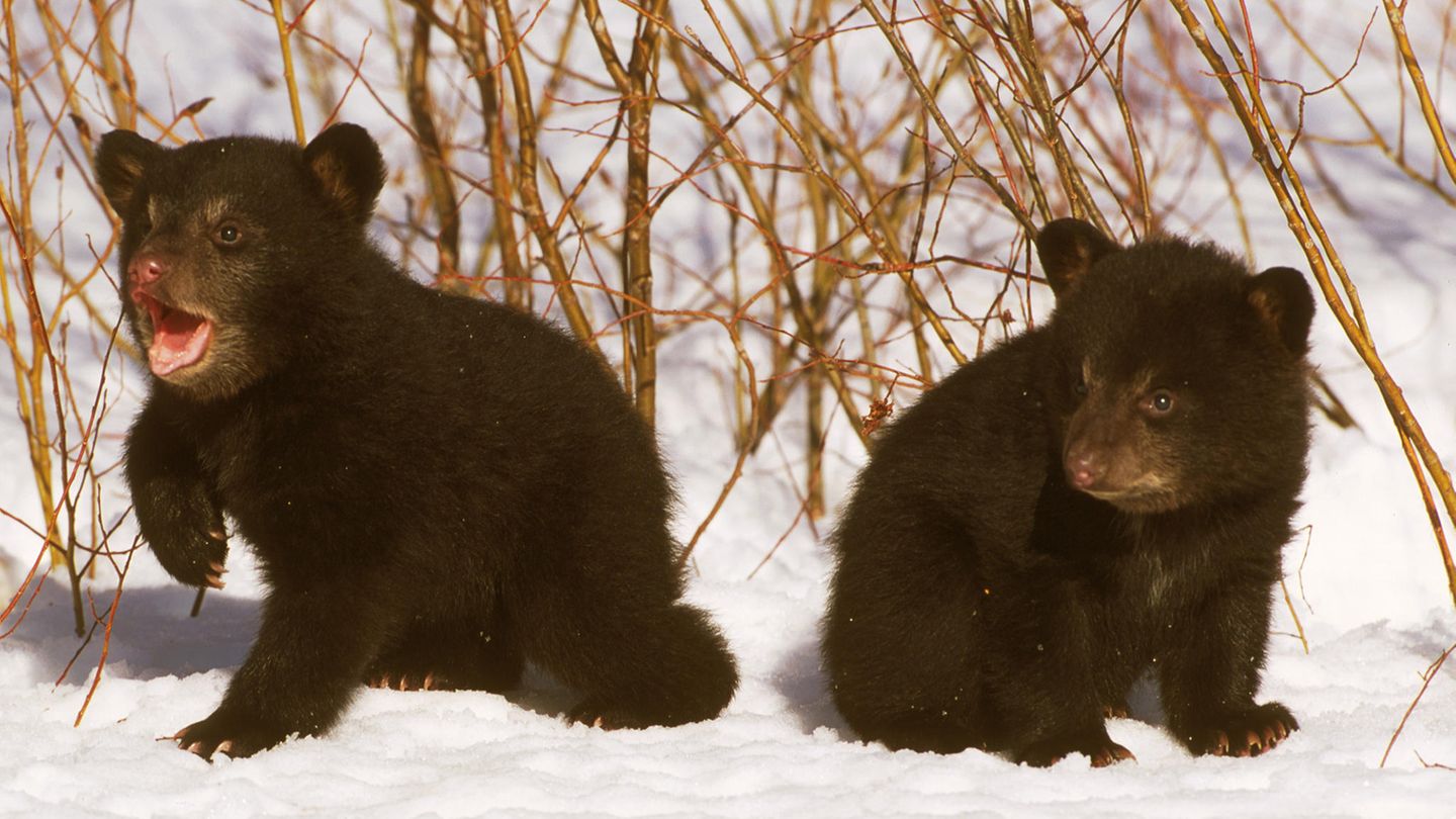 Zwei Schwarzbär-Jungtiere tollen im Schnee