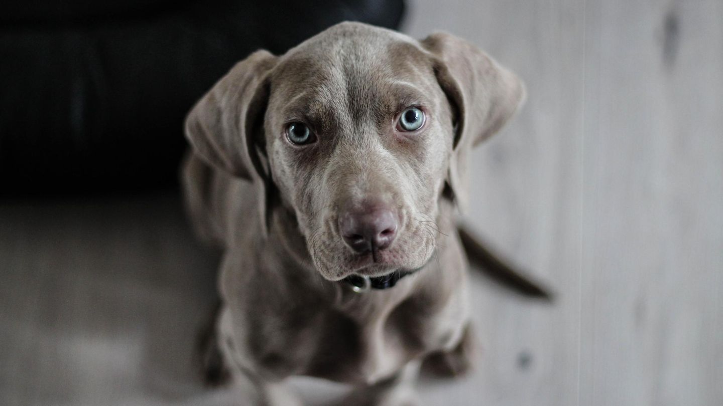 Können Hunde grüne Augen haben?