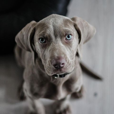 Ein grauer Hund mit blauen Augen schaut in die Kamera