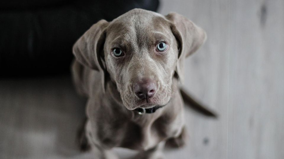Ein grauer Hund mit blauen Augen schaut in die Kamera